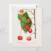 Kirschen (Prunus Avium) Fruchtfarben Postkarte (Vorne/Hinten)
