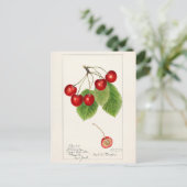 Kirschen (Prunus Avium) Fruchtfarben Postkarte (Stehend Vorderseite)