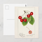 Kirschen (Prunus Avium) Fruchtfarben Postkarte (Vorne/Hinten)