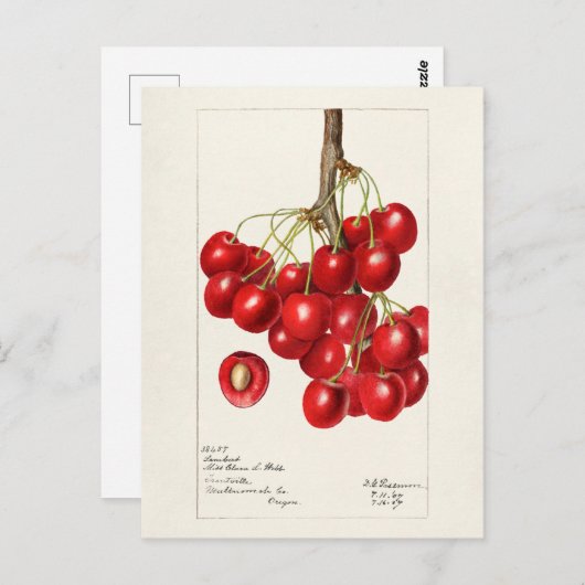 Kirschen (Prunus Avium) Fruchtfarben Postkarte (Vorne/Hinten)