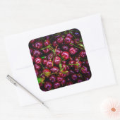 Kirschen Quadratischer Aufkleber (Umschlag)