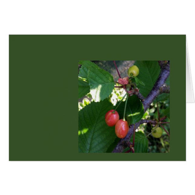 Kirschen werden rot (Vorderseite (Horizontal))