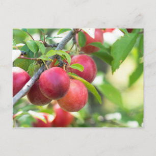 Kirschpflaume am Zweig Postkarte