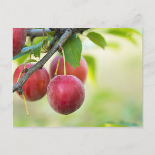 Kirschpflaume am Zweig Postkarte