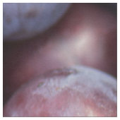 Kirschpflaumenuntergrund Stoff (Nahaufnahme)