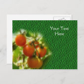 KirschTomaten auf der Weinnatur Postkarte (Vorne/Hinten)