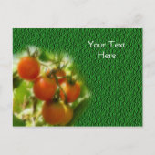 KirschTomaten auf der Weinnatur Postkarte (Vorderseite)