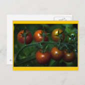 Kirschtomaten Postkarte (Vorne/Hinten)