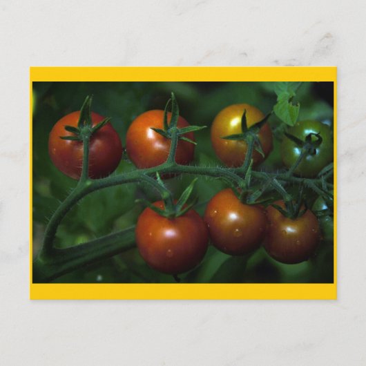 Kirschtomaten Postkarte (Vorderseite)