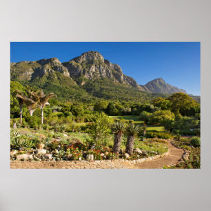 Kirstenbosch Botanischer Garten, Kapstadt Poster