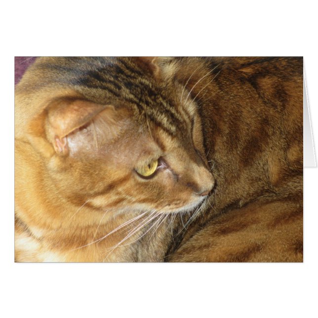 Kishka glitzert in Gold (Vorderseite (Horizontal))