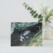 Kiska Island Sirius Point, Auklet von Ratte getöte Postkarte (Stehend Vorderseite)