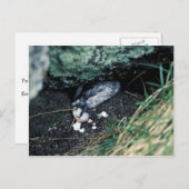 Kiska Island Sirius Point, Auklet von Ratte getöte Postkarte (Vorne/Hinten)