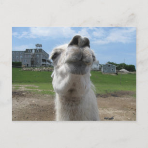 Kiss Me Llama Nah-up Postkarte