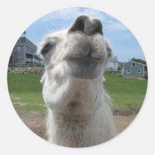 Kiss Me Llama Nah-up Runder Aufkleber
