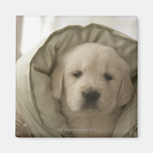 Kissen um Hund Magnet (Vorne)