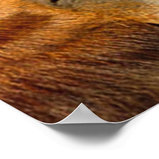 Kissende Pferde Poster (Ecke)