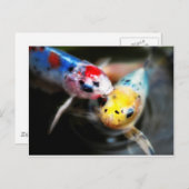 Kissenfisch Postkarte (Vorne/Hinten)