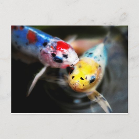 Kissenfisch Postkarte (Vorderseite)