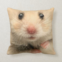 Kissenhaustierhamster