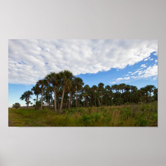 Kissimmee Prairie Hammock, Florida Poster (Vorne)