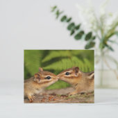 Kissing Baby Chipmunks Postkarte (Stehend Vorderseite)