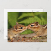 Kissing Baby Chipmunks Postkarte (Vorne/Hinten)