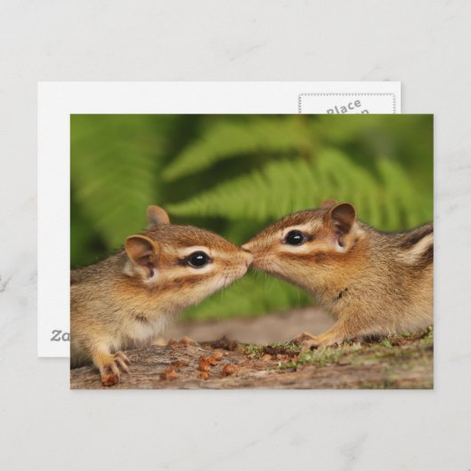 Kissing Baby Chipmunks Postkarte (Vorne/Hinten)