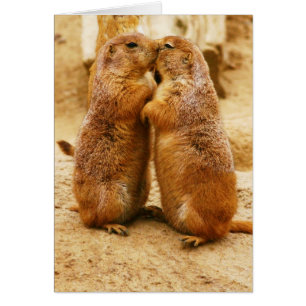 Kissing Black Tails Prairie Hunde