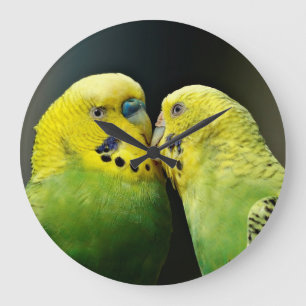 Kissing Budgie Parrot Bird Große Wanduhr