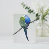 Kissing Budgies Postkarte (Stehend Vorderseite)