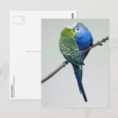 Kissing Budgies Postkarte (Vorne/Hinten)