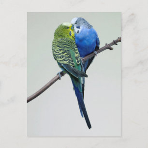 Kissing Budgies Postkarte