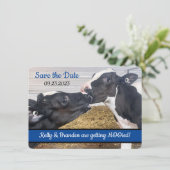 Kissing Calves FOTO Hochzeit Speichern Sie das Dat (Stehend Vorderseite)