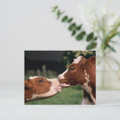 Kissing Cows Postkarte (Stehend Vorderseite)