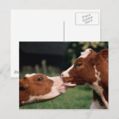 Kissing Cows Postkarte (Vorne/Hinten)