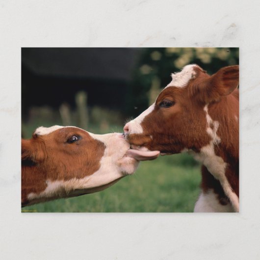 Kissing Cows Postkarte (Vorderseite)