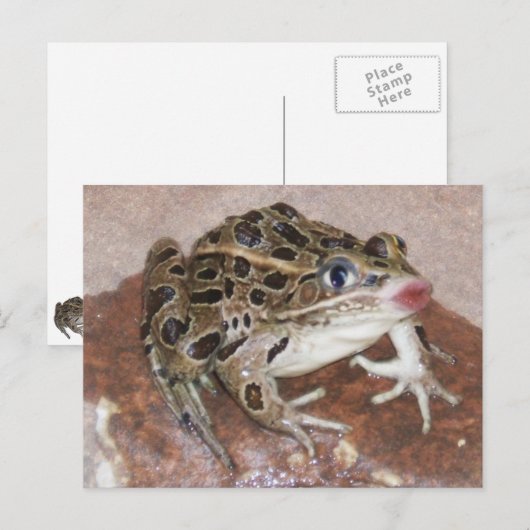 Kissing Frog Postkarte (Vorne/Hinten)