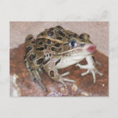 Kissing Frog Postkarte (Vorderseite)