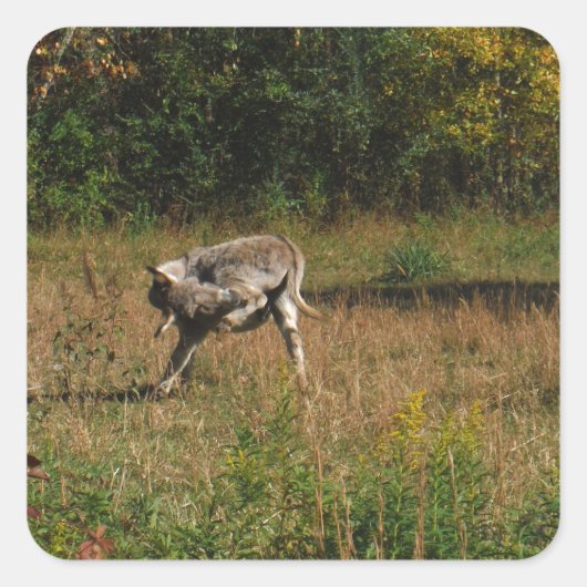 Kissing Hintern Donkey Quadratischer Aufkleber (Vorderseite)