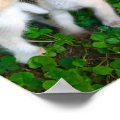 kissing kittens poster (Ecke)