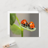 Kissing Ladybugs Karte (Vorderseite/Rückseite Beispiel)