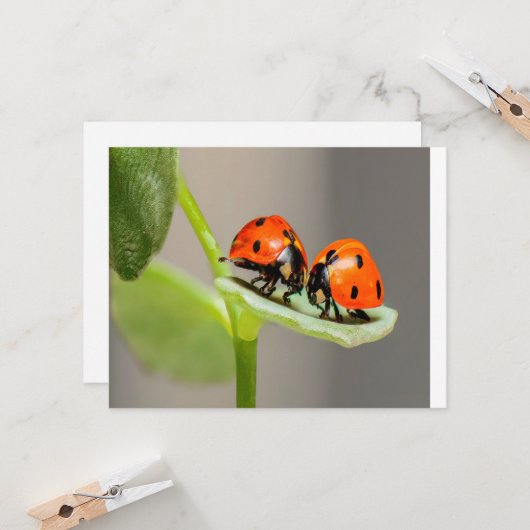 Kissing Ladybugs Karte (Vorderseite/Rückseite Beispiel)