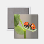 Kissing Ladybugs Magnet (Vorderseite/Rückseite)
