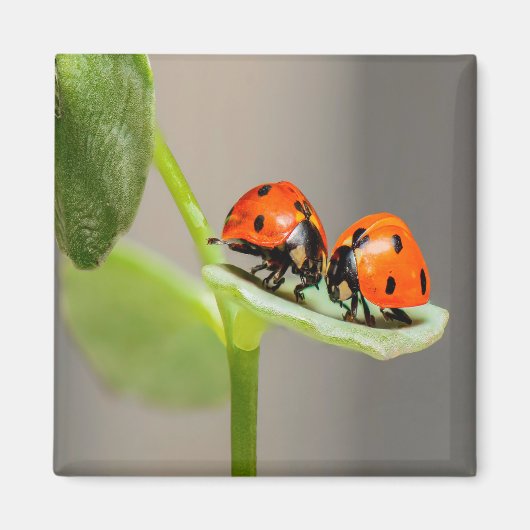 Kissing Ladybugs Magnet (Vorne)