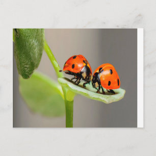 Kissing Ladybugs Postkarte