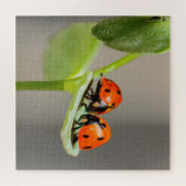 Kissing Ladybugs Puzzle (Horizontal)