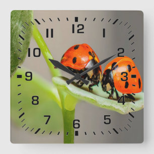 Kissing Ladybugs Quadratische Wanduhr