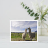 Kissing llamas Cotopaxi Ecuador Postkarte (Stehend Vorderseite)