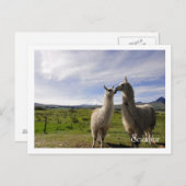 Kissing llamas Cotopaxi Ecuador Postkarte (Vorne/Hinten)